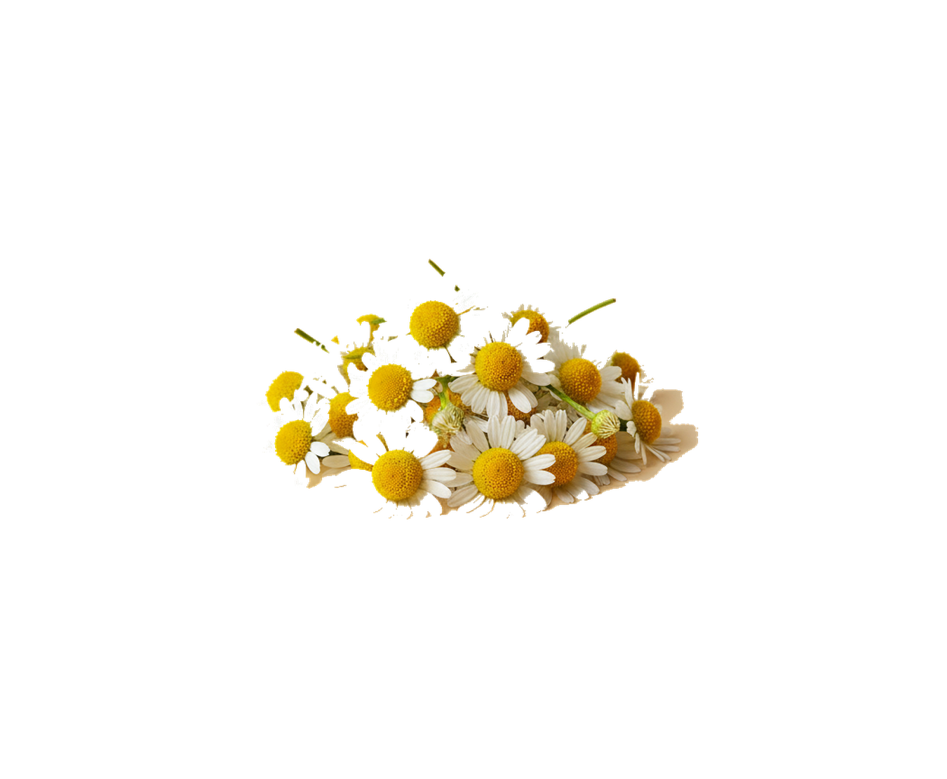 Chamomile flowers, the source of our chamomile extract