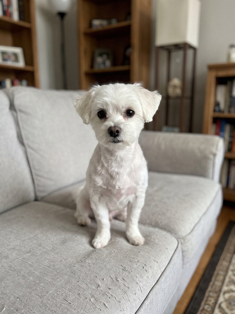 A small white dog indoors with a clean bright face