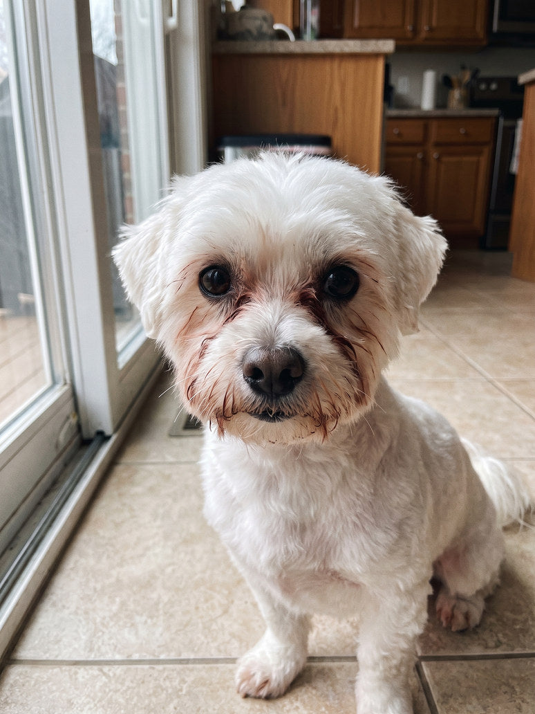 The same dog with reddish-brown tear tracks under both eyes