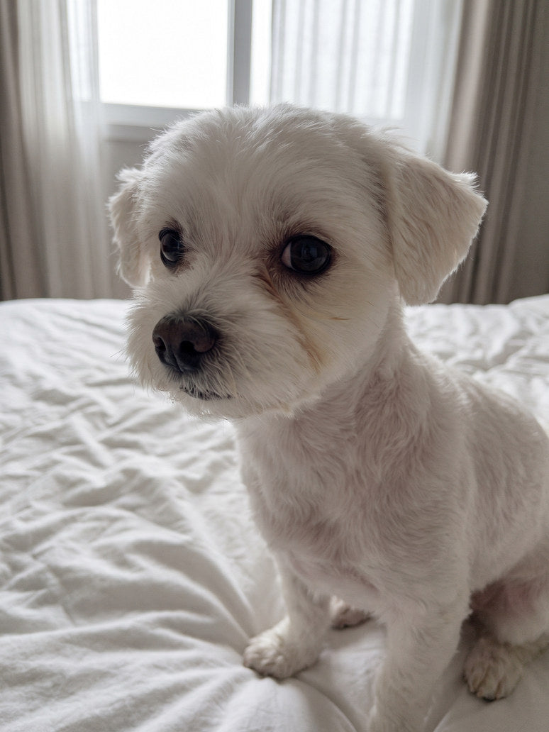 The same dog with only a faint pale shadow beneath one eye