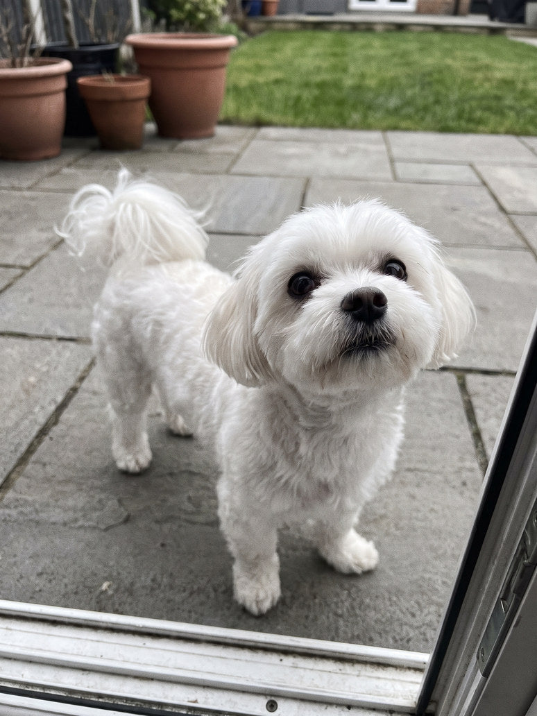 The same dog standing bright and alert with a clean white face