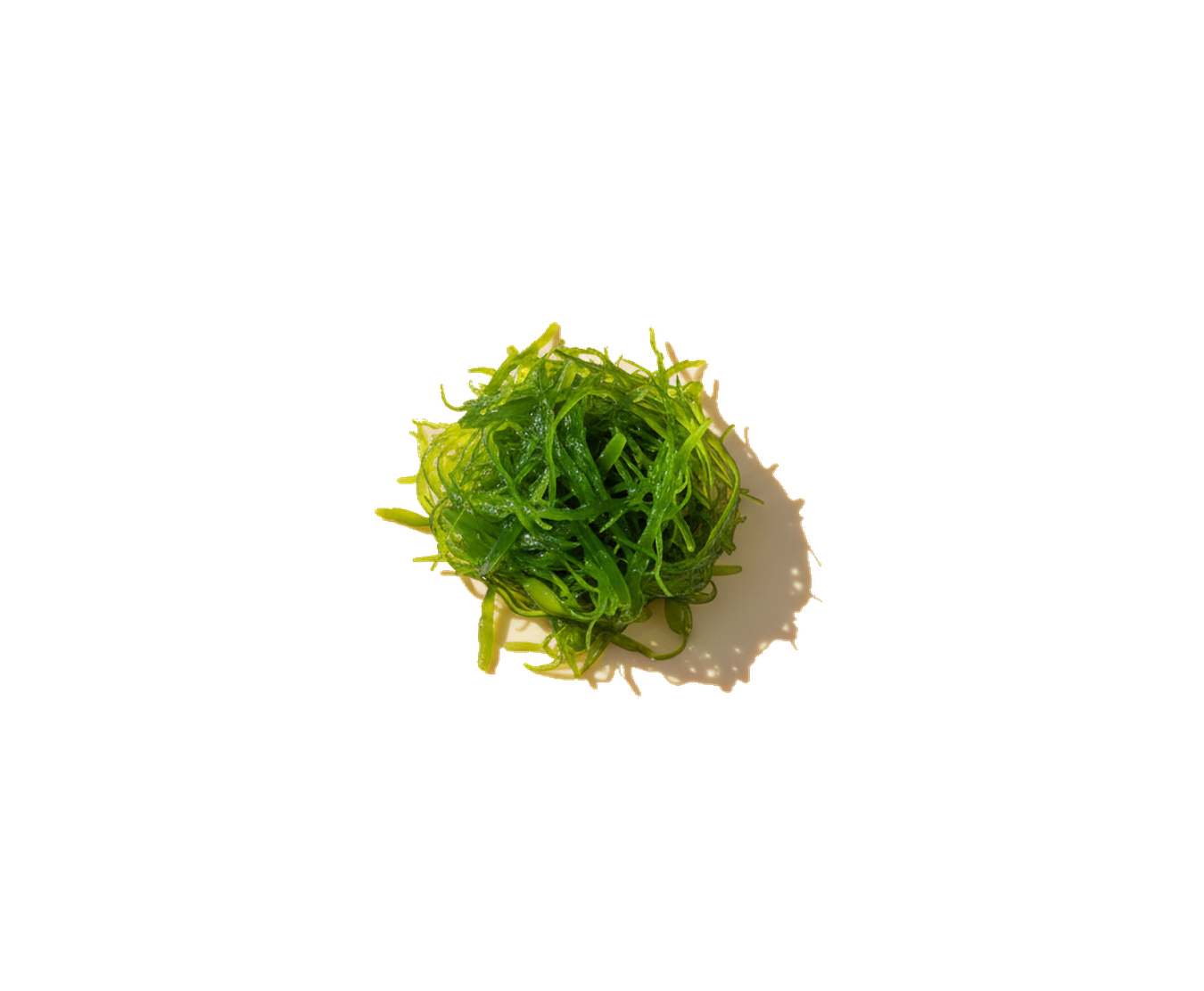 Marine algae, the source of our omega-3 DHA