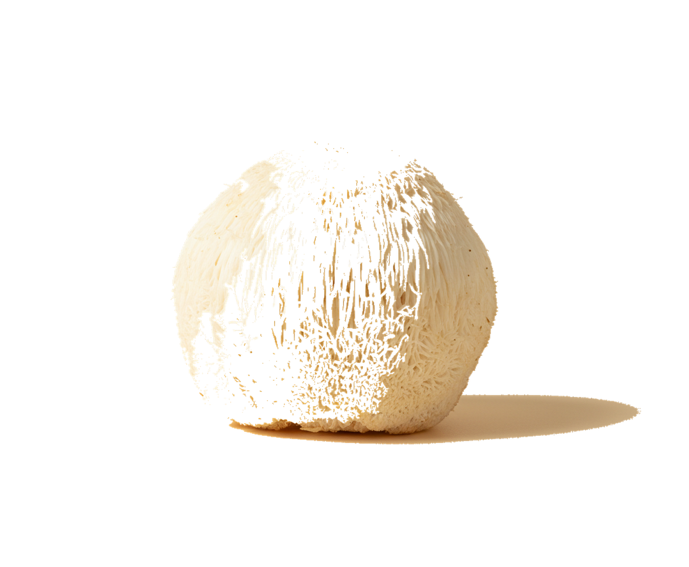 A lion’s mane mushroom