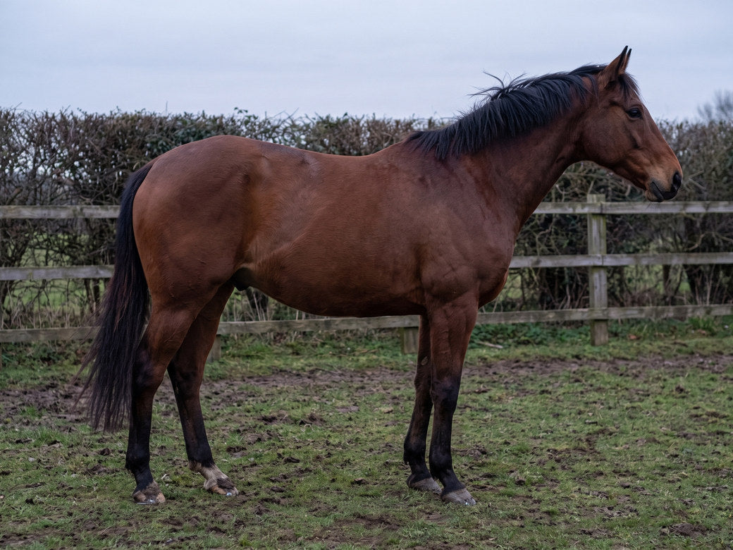 A well-conditioned bay horse standing in a paddock at the end of the day