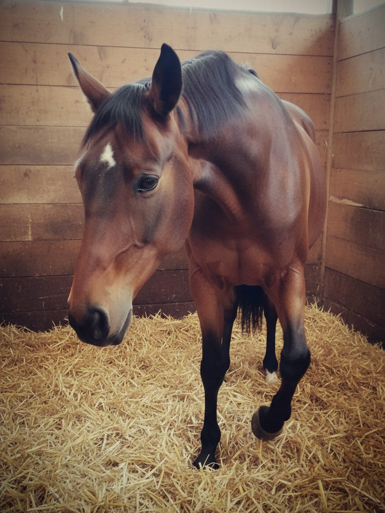 The same horse standing still in its stable, head low