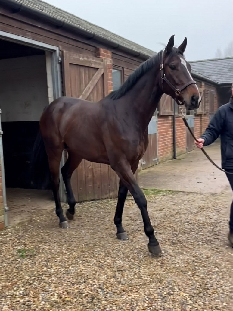 The same horse walking out of the stable with its ears pricked