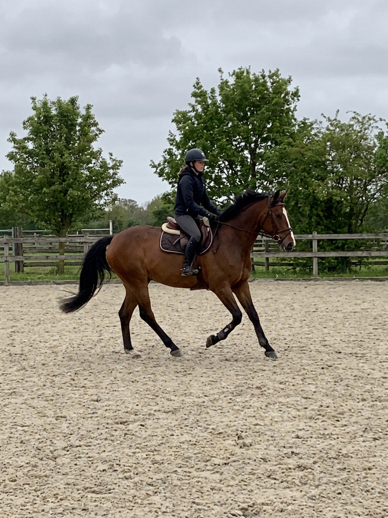 The same horse cantering under saddle in a sand arena