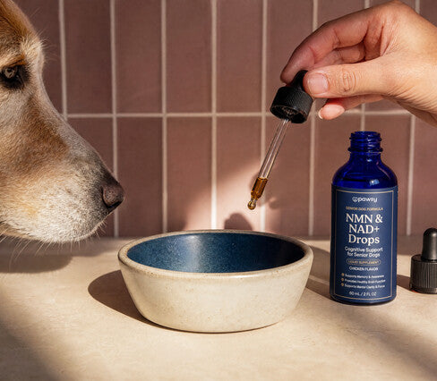 Pawsy™ Second Wind Refill Jar